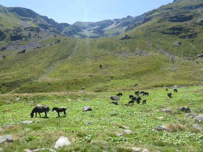 Vue chevaux Varilhes