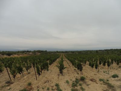 Vue vignes