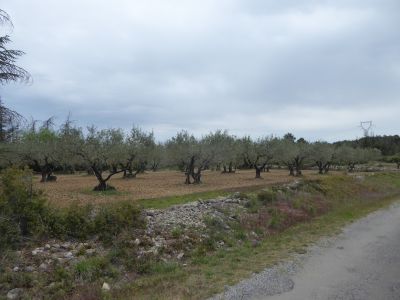 Vue oliveraie 2