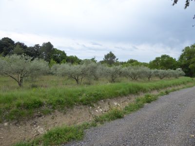 Vue oliveraies