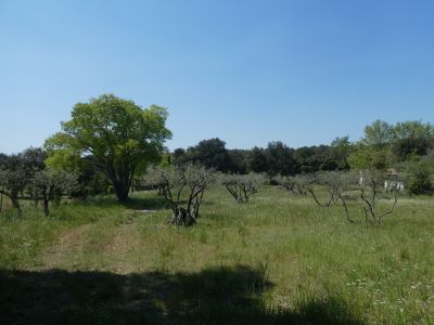 Vue oliveraie