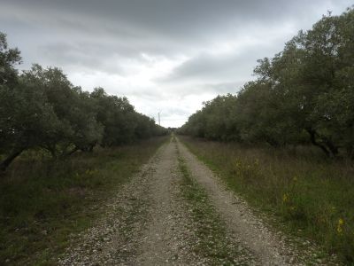 Vue oliveraie 2