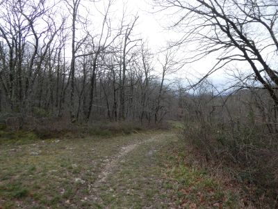 Bosquet