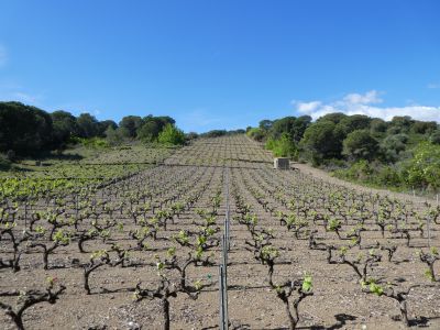 Vue vignes Paulilles