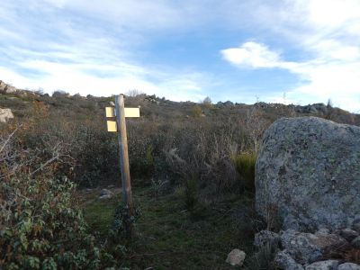 Croisement avant Morill