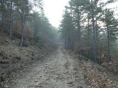 Vue piste Forêt Conflent