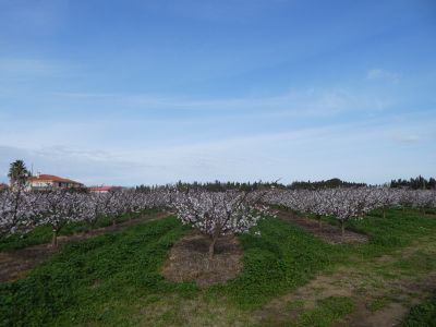 Vue arbres fruitiers
