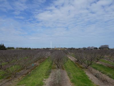 Vue arbres fruitiers