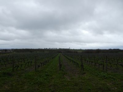 Vue vignes