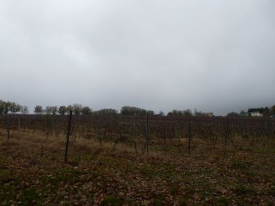 Vue vignes