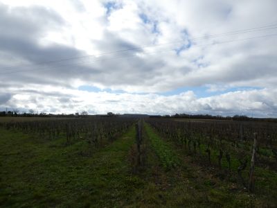 Vue vignes 2