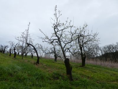 Vue arbre fruitier