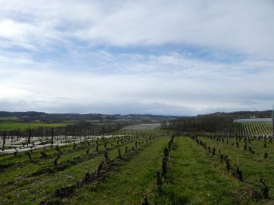 Vue vignes