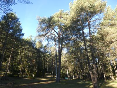 Vue Branques II