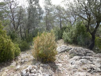 Croisement montée Closa 2