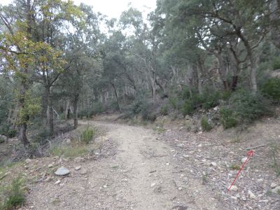 Croisement après Eugènia 3