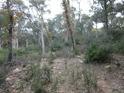 Croisement après Eugènia 4