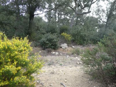 Croisement après Eugènia 5