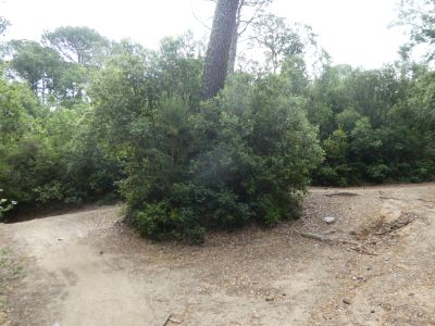 Croisement après Fitor 2