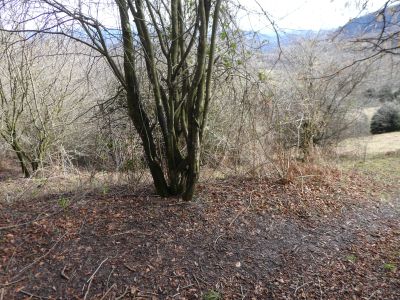 Croisement sous-bois Cubell