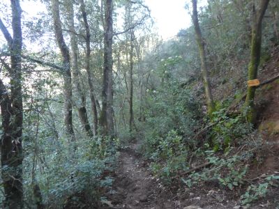 Croisement Mascaró 2