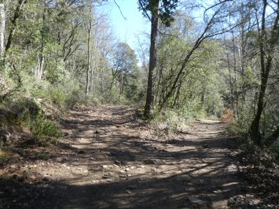 Croisement après Salica