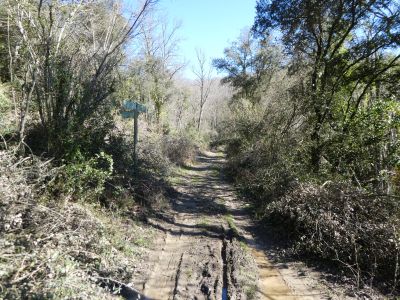 Croisement après Salica 2