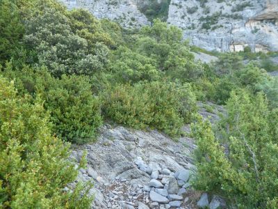 Croisement après Maquis 2