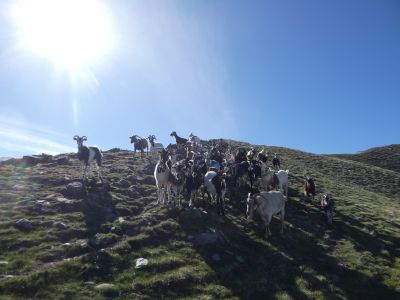 Vue chèvres