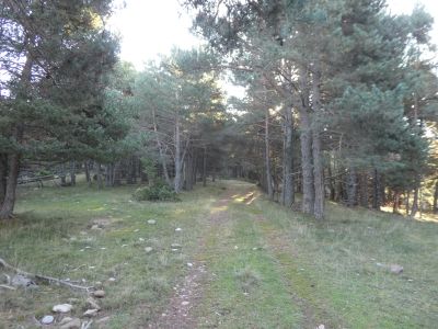 Croisement avant Macià