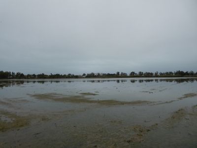 Vue Bufon