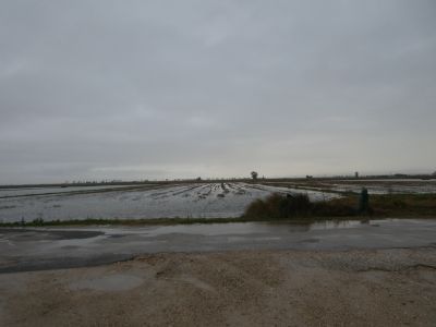 Croisement Arena