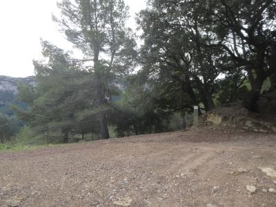 Coll Ametleral