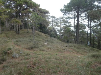 Coll Ample